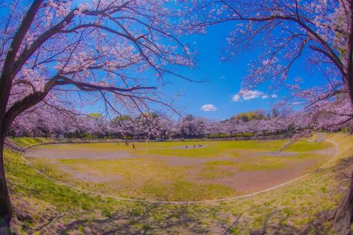 山崎公園桜並木の広場 桜,ソメイヨシノ,満開の写真素材