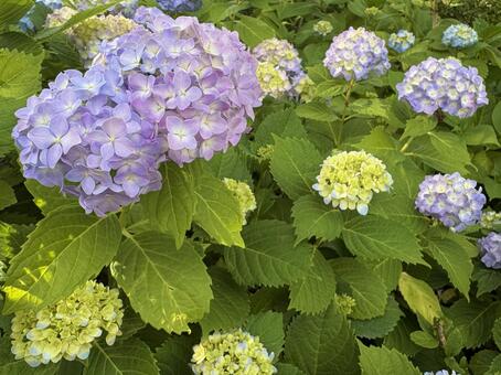 あじさいの花　青紫 アジサイ,紫陽花,あじさいの写真素材