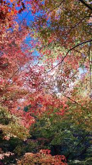 紅葉の光 紅葉,秋,空の写真素材