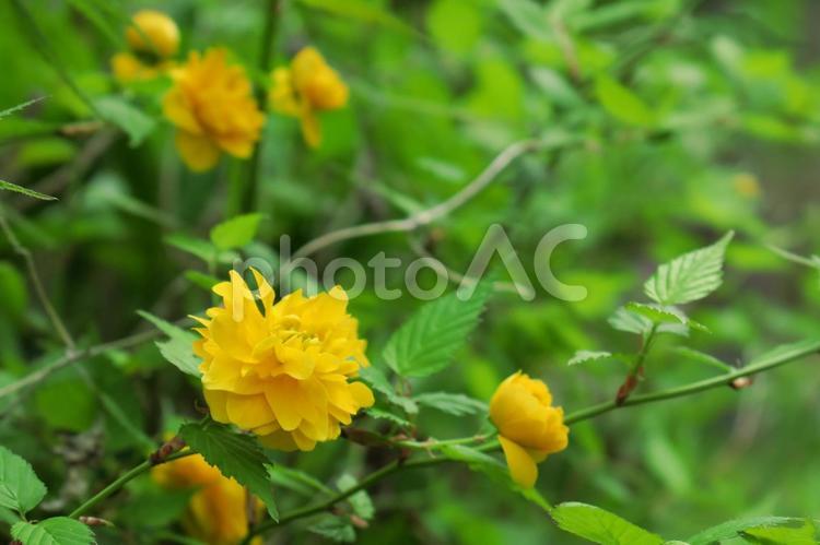 ヤマブキ　八重 ヤマブキ,黄色,八重咲きの写真素材