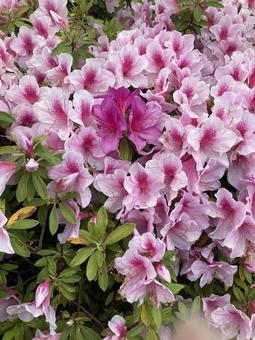 Azalea in full bloom, JPG Azalea in full bloom, JPG