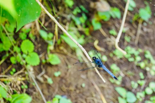 Photo, dragonfly, coconut shell, male, 