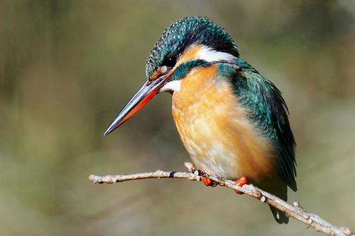 ルージュをつけたカワセミ カワセミ,メス,赤いくちばしの写真素材