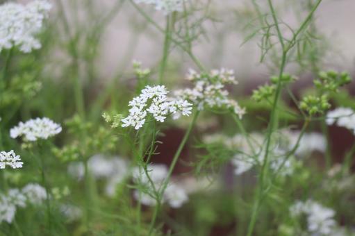 白い花びらのコエンドロの花のアップ 白い花びらのコエンドロの花のアップの写真
