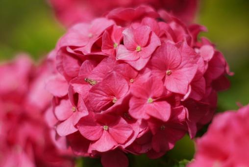 ピンク色の紫陽花の写真