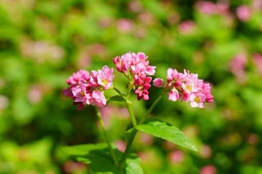 アカソバの写真