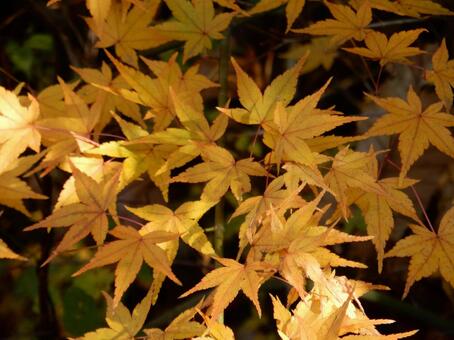 【紅葉写真】美しい紅葉風景 モミジ,紅葉,晩秋の写真素材