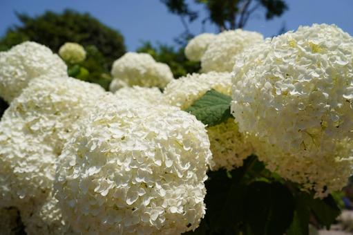 Hydrangea "Annabell", JPG