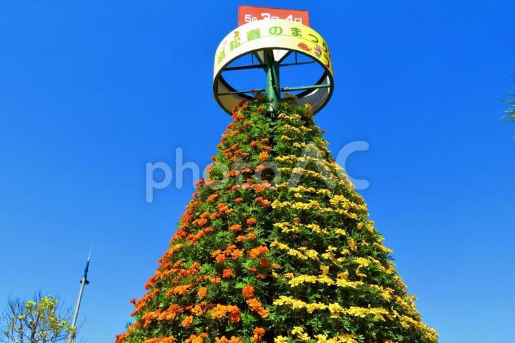 ４月下旬の高松フラワーフェスティバル 背景,フラワーフェスティバル,花の写真素材