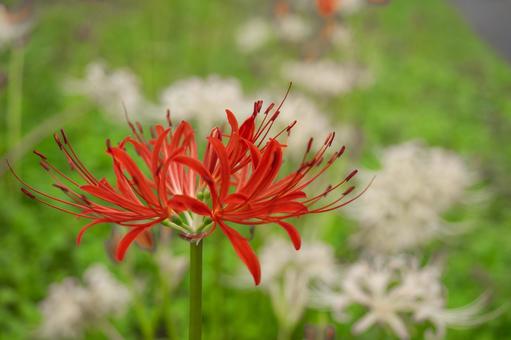 Red spider lilies on a green background, JPG