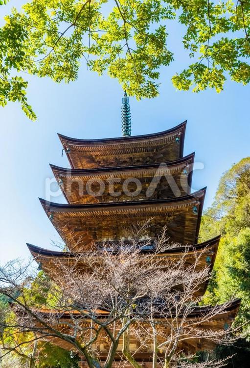 瑠璃光寺の五重塔（山口県） 瑠璃光寺,五重塔,山口県の写真素材