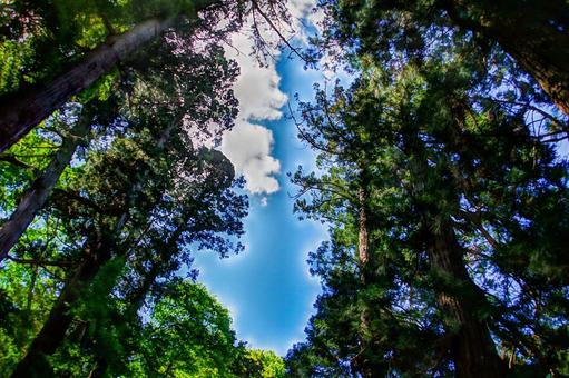森林と空 空,雲,青空の写真素材