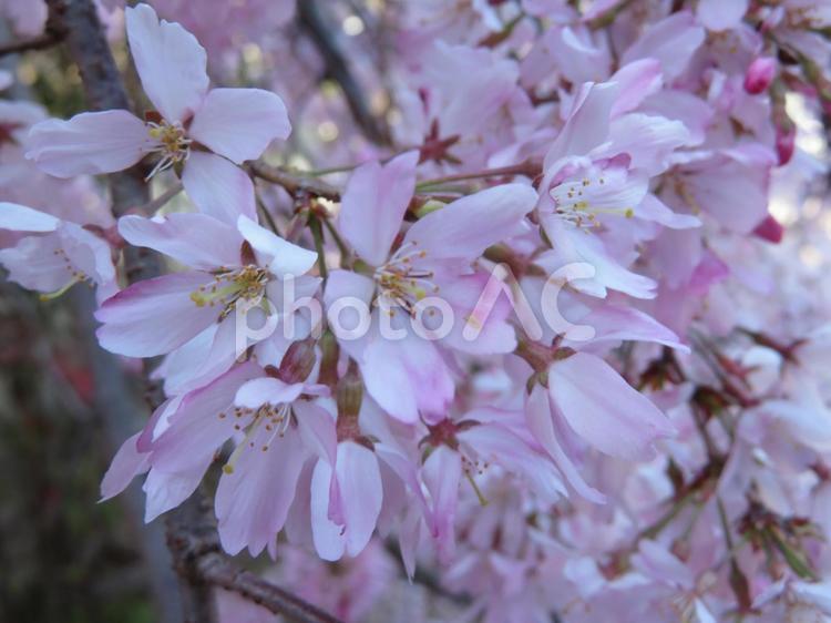枝垂れ桜 枝垂れ桜,さくら,桜の写真素材