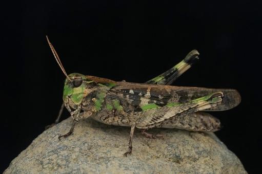 クルマバッタモドキ クルマバッタモドキ バッタ,クルマバッタモドキ,昆虫の写真素材