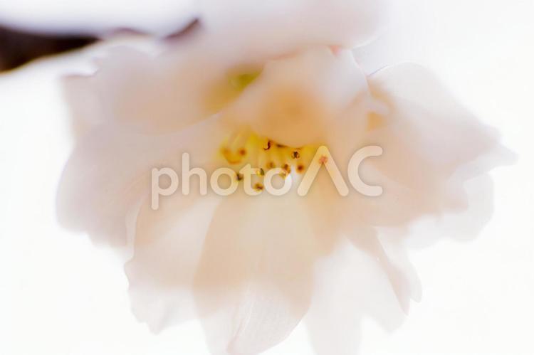 10月桜 10月,10月桜,11月の写真素材