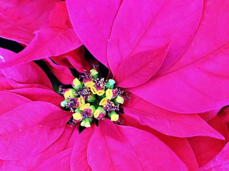 鮮やかなポインセチア 鮮やかなポインセチア ポインセチア,花,植物の写真素材