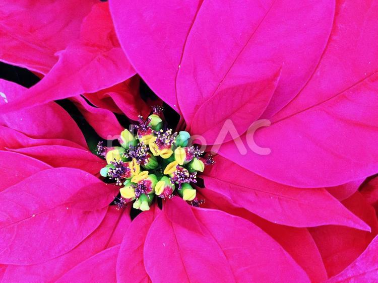 鮮やかなポインセチア ポインセチア,花,植物の写真素材
