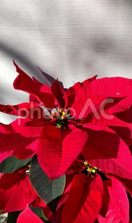 ポインセチア　クリスマスフラワー ポインセチア,クリスマスフラワー,鉢植えの写真素材