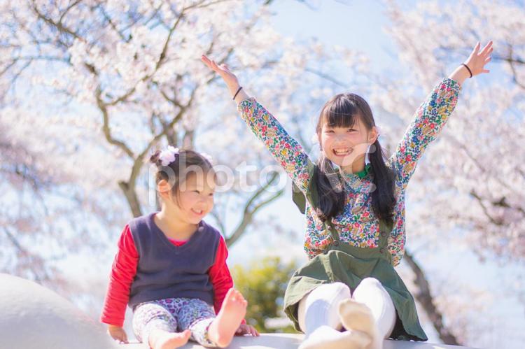 仲良し姉妹 桜,女の子,笑顔の写真素材