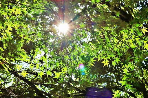 青紅葉と太陽 青紅葉と太陽の写真