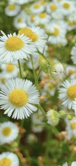 ハルジオン 壁紙サイズ ハルジオン 壁紙サイズ ハルジオン,花,野草の写真素材