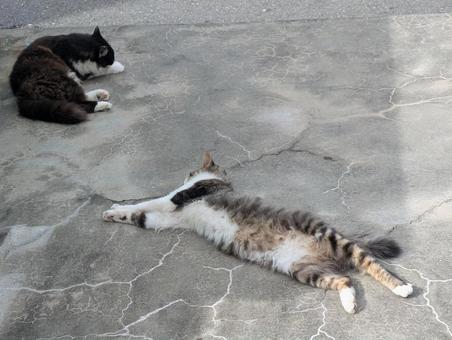 寝転がる猫 寝転がる猫 猫,ねこ,ネコの写真素材