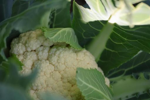 白いカリフラワーの実 白い,カリフラワー,実の写真素材