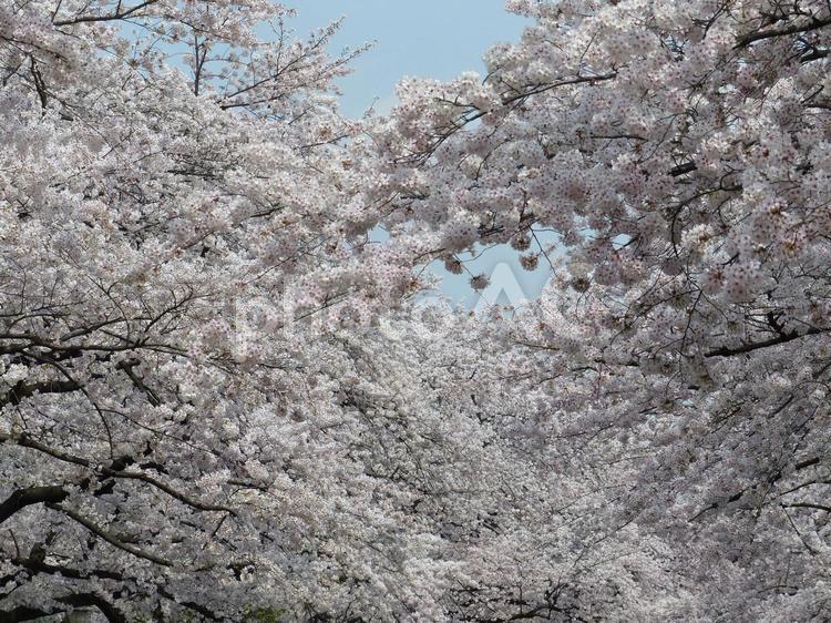 上野公園、満開の桜 桜,さくら,サクラの写真素材