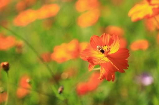 キバナコスモスの蜜を吸っている蜂の写真