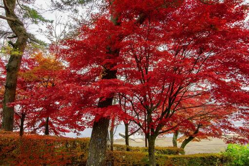 湖畔の紅葉 風景,秋,もみじの写真素材
