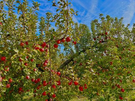 林檎の木 りんご,林檎,収穫の写真素材