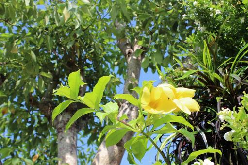 黄色い花の写真