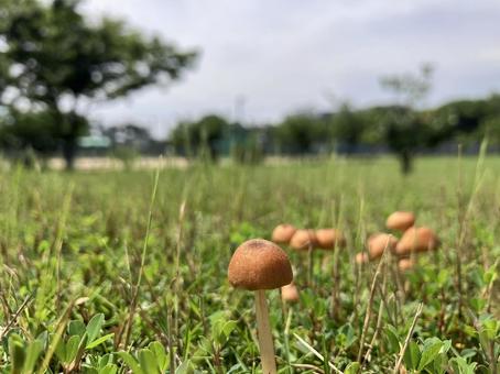Photo, mushroom, small, light brown, 