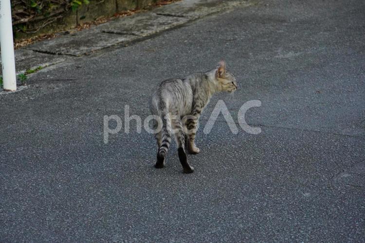 立ち止まる猫 立ち止まる猫 猫,野良猫,動物の写真素材