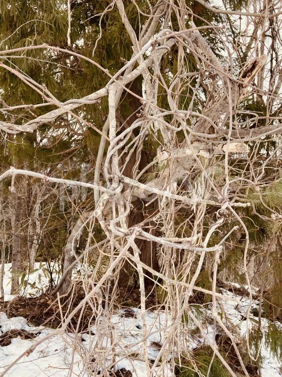 冬の枯れ枝 冬,雪,枯れ葉の写真素材