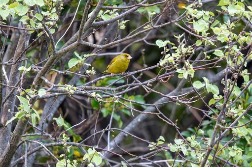 Photo, common greenfinch, kawarahiga, new zealand, 