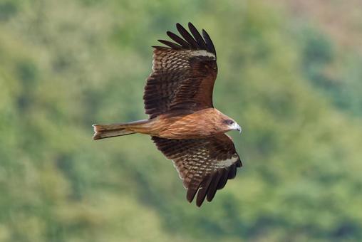 飛翔中のトンビ 鳶,トビ,トンビの写真素材