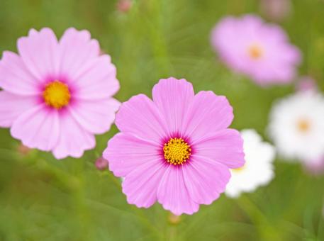 可愛いピンクのコスモスの花のアップ 可愛いピンクのコスモスの花のアップ コスモス,ピンク,花の写真素材