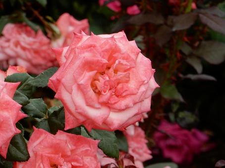 【薔薇の写真】バラの花 【薔薇の写真】バラの花 の写真