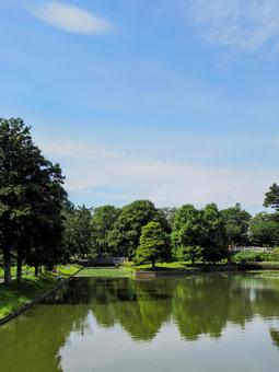 Summer at Mizumoto Park, water lilies in the pond and green trees, Katsushika Ward, JPG Summer at Mizumoto Park, water lilies in the pond and green trees, Katsushika Ward, JPG