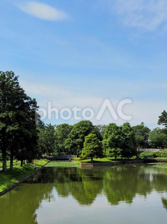 夏の水元公園・池の睡蓮＆緑の木々・葛飾区 夏,水元公園,葛飾区の写真素材