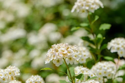 ふんわりと咲く白いコデマリの花房 ふんわりと咲く白いコデマリの花房の写真