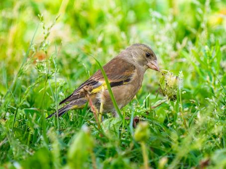 草むらを歩くカワラヒワ 草むらを歩くカワラヒワの写真