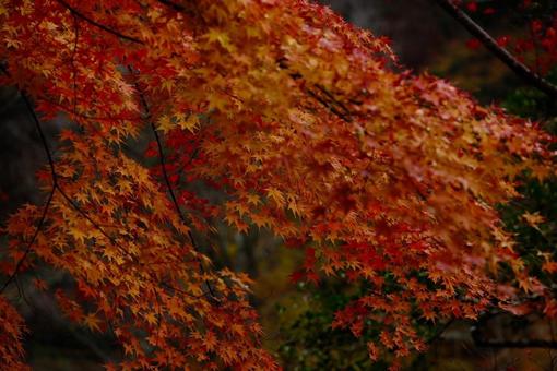 紅葉 紅葉 紅葉,秋,11月の写真素材