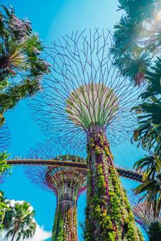 【シンガポール】スーパーツリー 【シンガポール】スーパーツリー シンガポール,スーパーツリー,植物園の写真素材