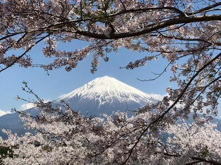 富士山と桜が織りなす春の詩の写真