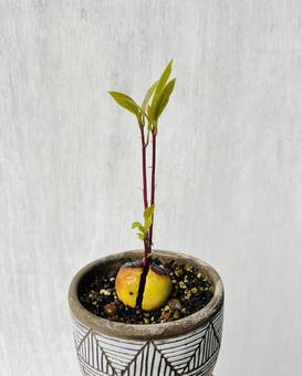 アボカドの苗 アボカドの苗の写真