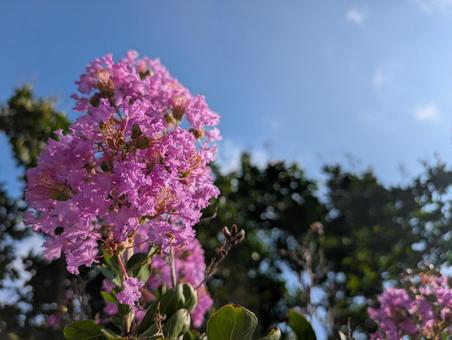 サルスベリと青空 サルスベリ,空,青空の写真素材