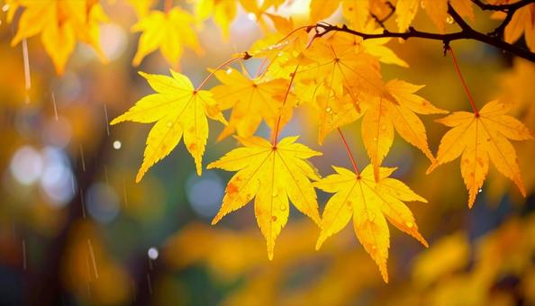 雨の中のもみじ 秋の紅葉 雨の中のもみじ 秋の紅葉の写真