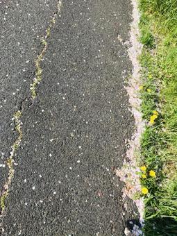 たんぽぽと道? たんぽぽと道? 道,たんぽぽ,春の写真素材